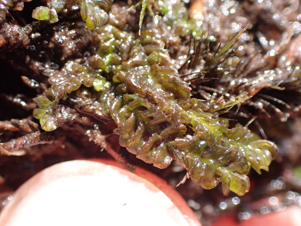 Lethocolea (hero image)