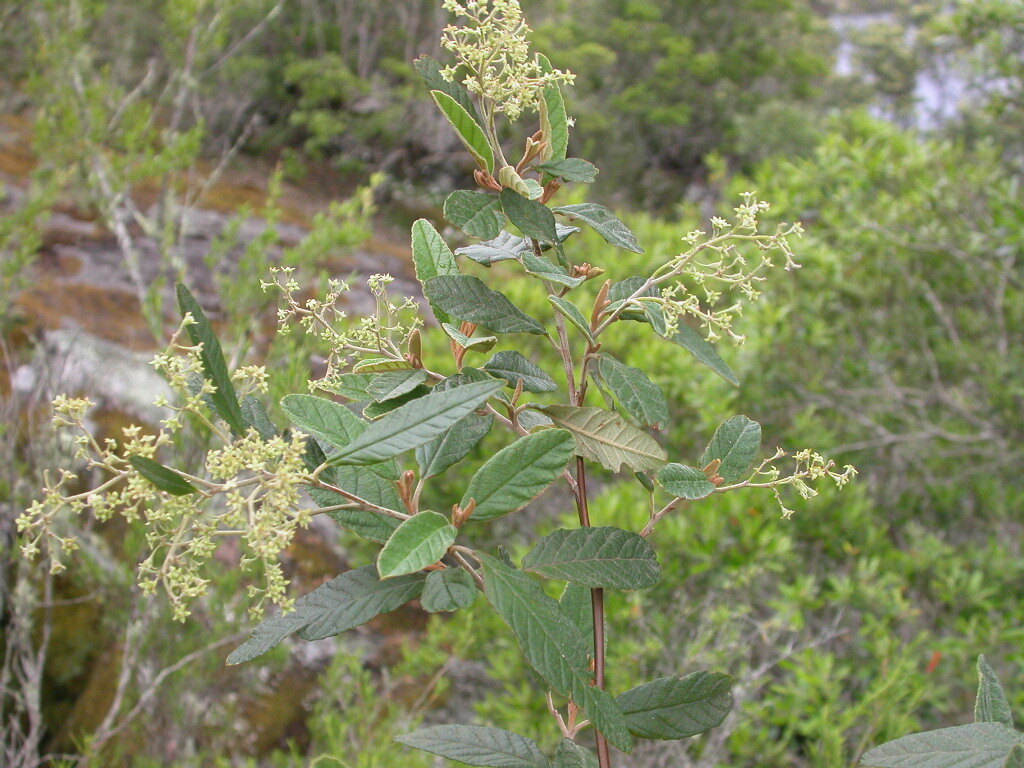 Pomaderris buchanensis (hero image)