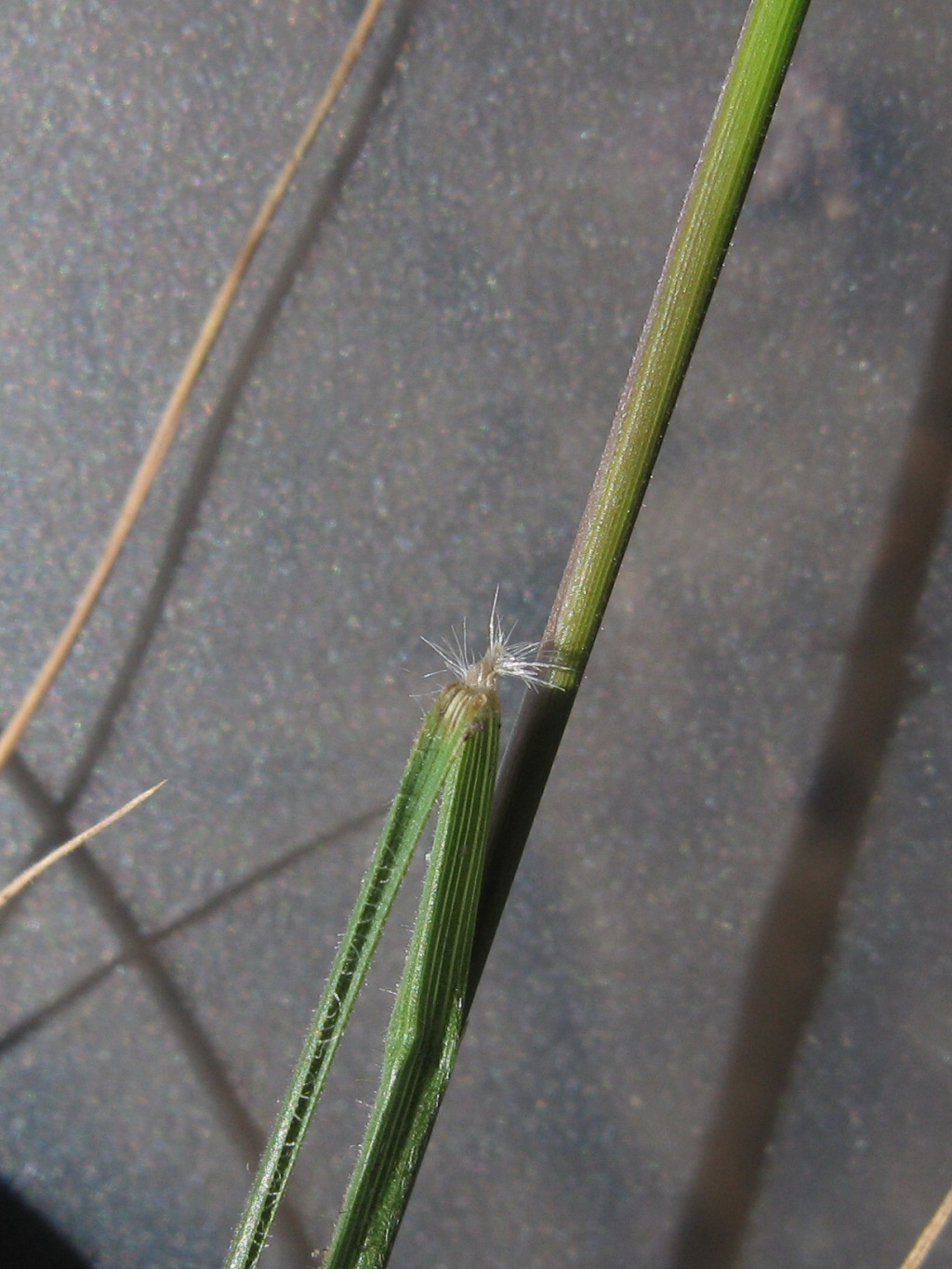 Austrostipa nitida (hero image)