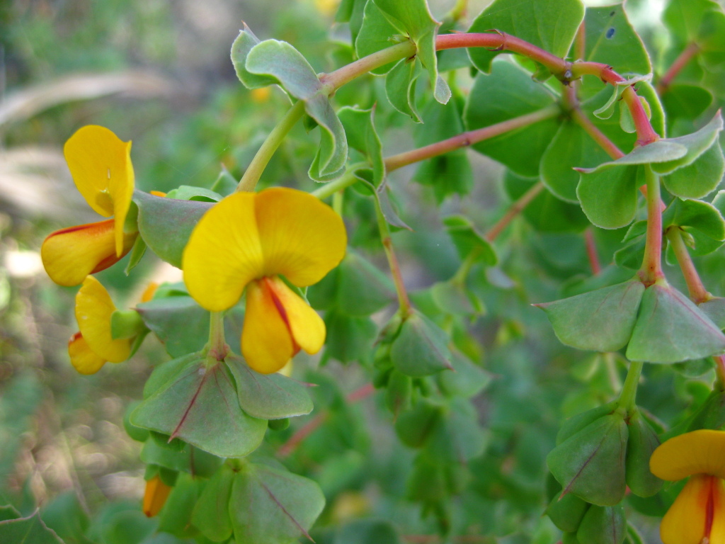 Pultenaea spinosa (hero image)