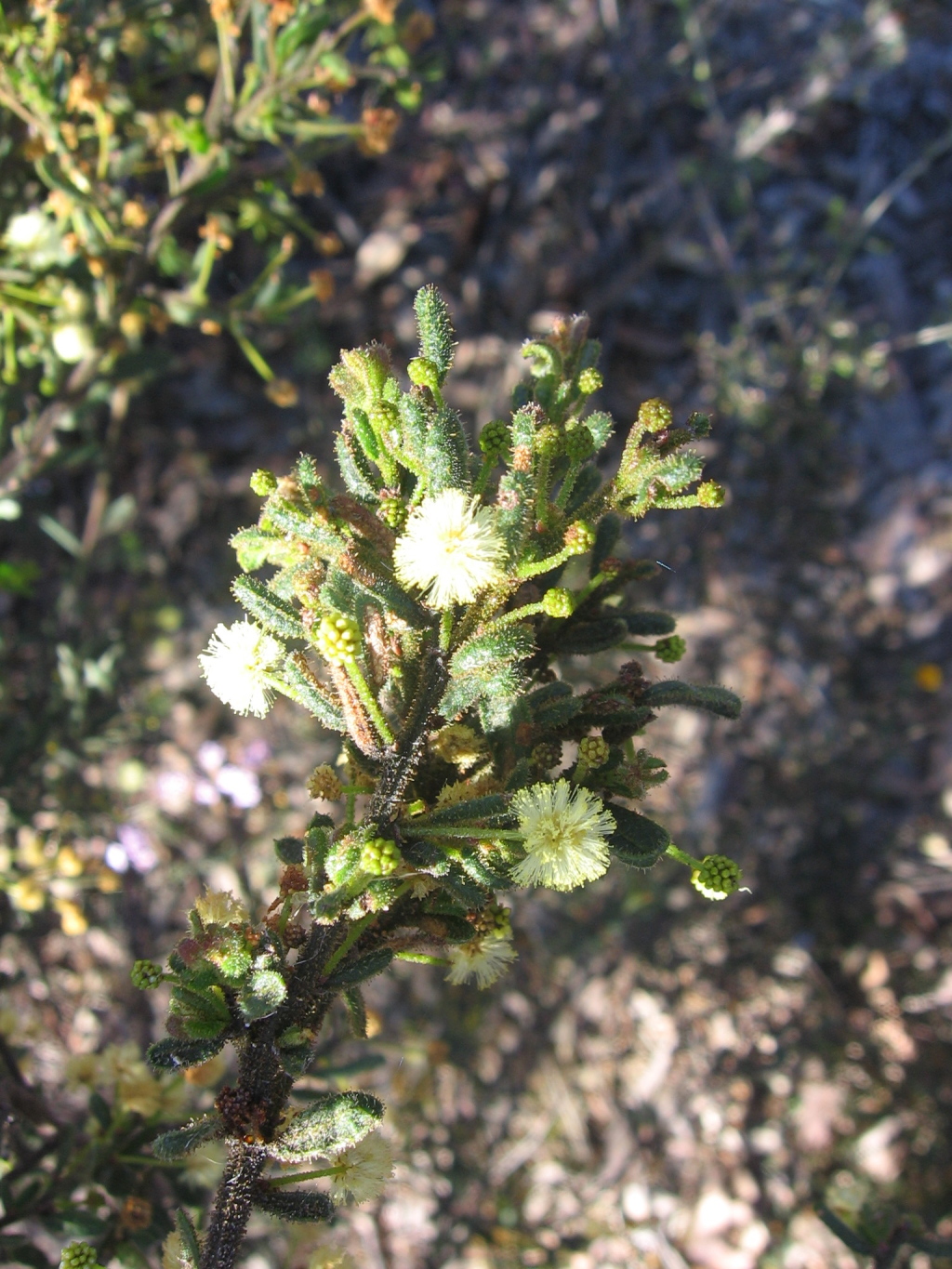 Acacia aspera (hero image)