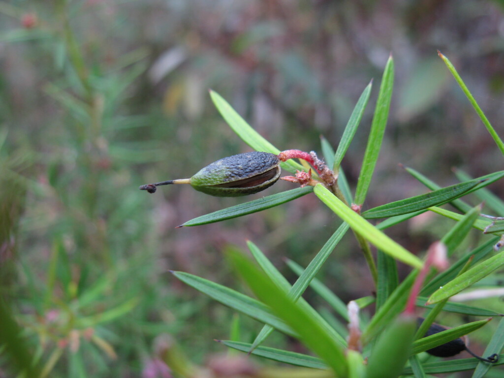 Grevillea patulifolia (hero image)