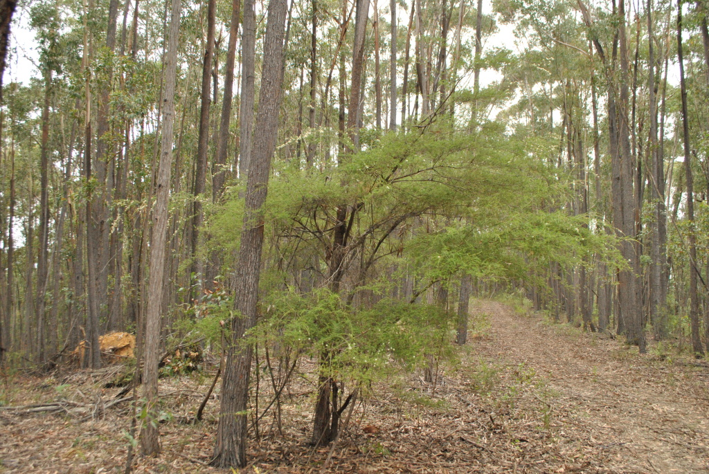 Kunzea ambigua (hero image)