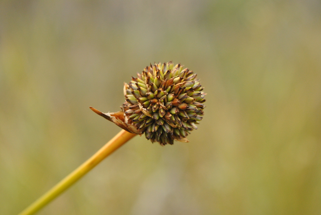 Gymnoschoenus sphaerocephalus (hero image)