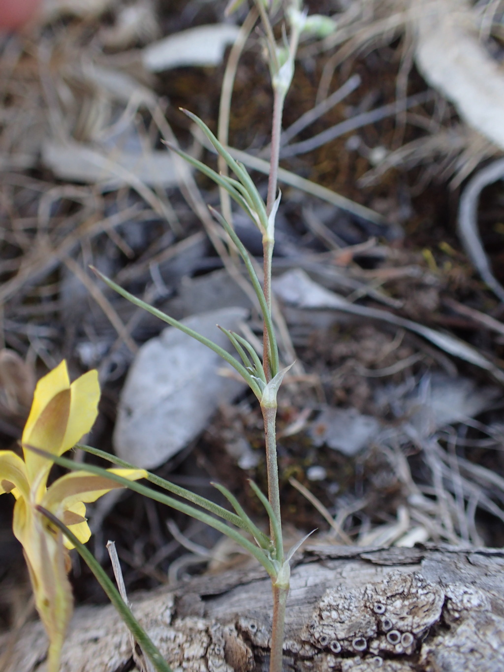 Spergularia brevifolia (hero image)