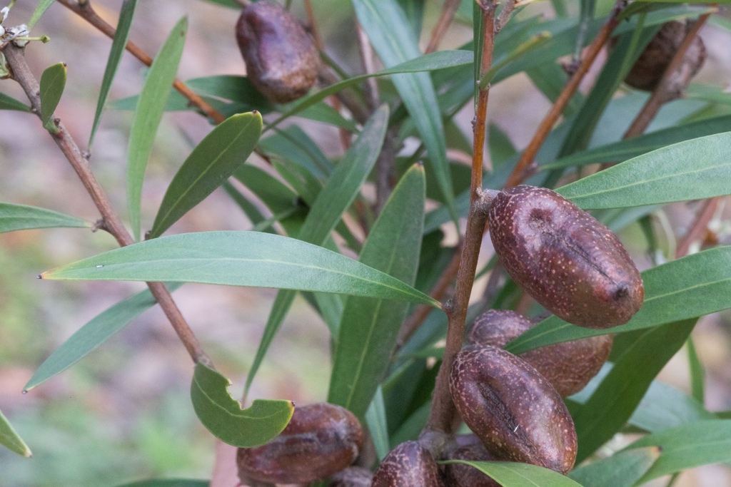 Hakea eriantha (hero image)