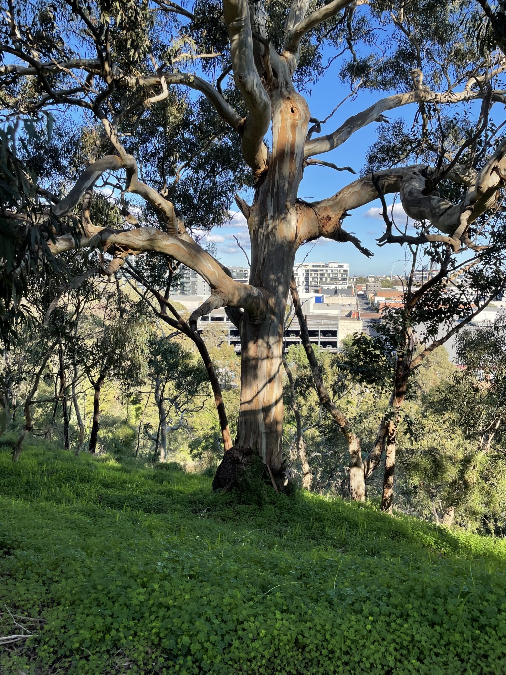 Eucalyptus leucoxylon subsp. connata (hero image)