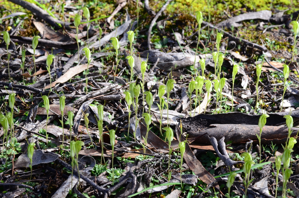 Pterostylis nana (hero image)