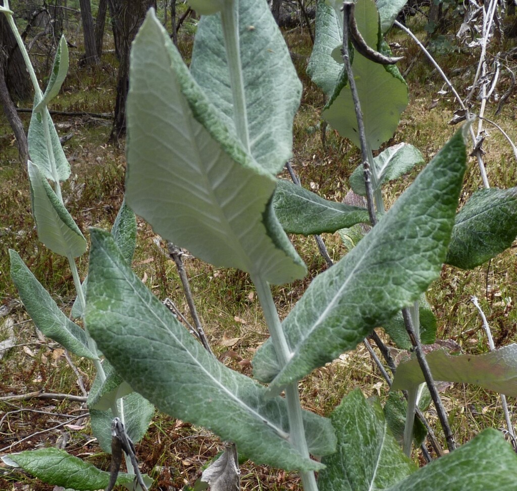 Senecio garlandii (hero image)