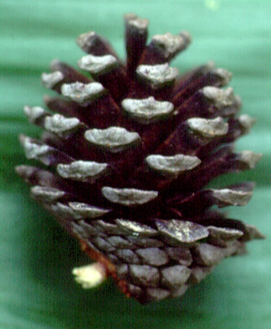 Pinus contorta (hero image)