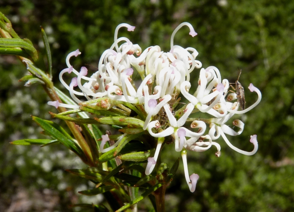 Grevillea alpivaga (hero image)