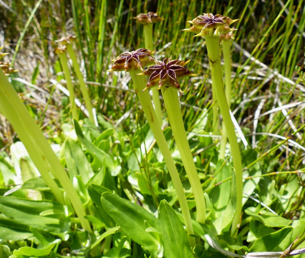 Psychrophila (hero image)
