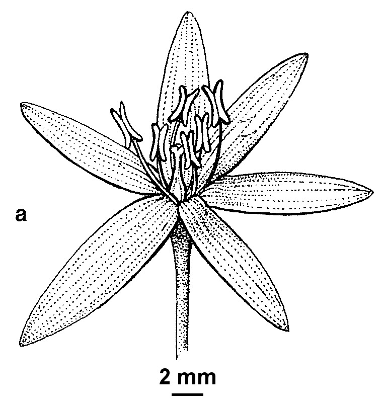 Hypoxis exilis (hero image)