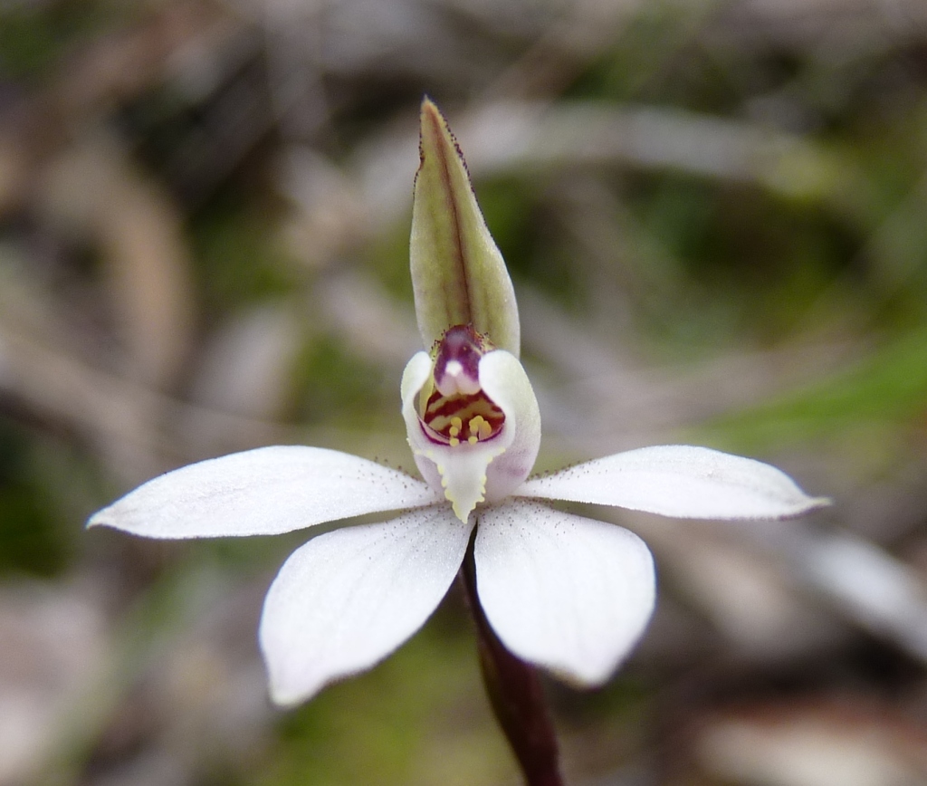 Caladenia fuscata (hero image)