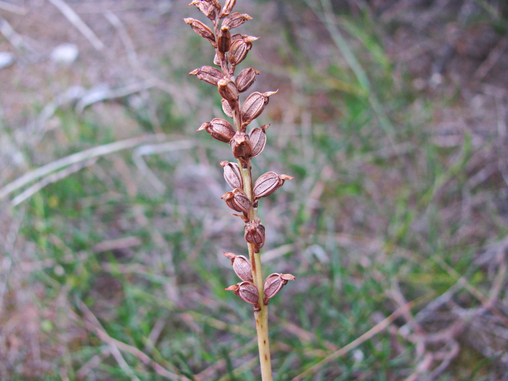 Microtis arenaria (hero image)