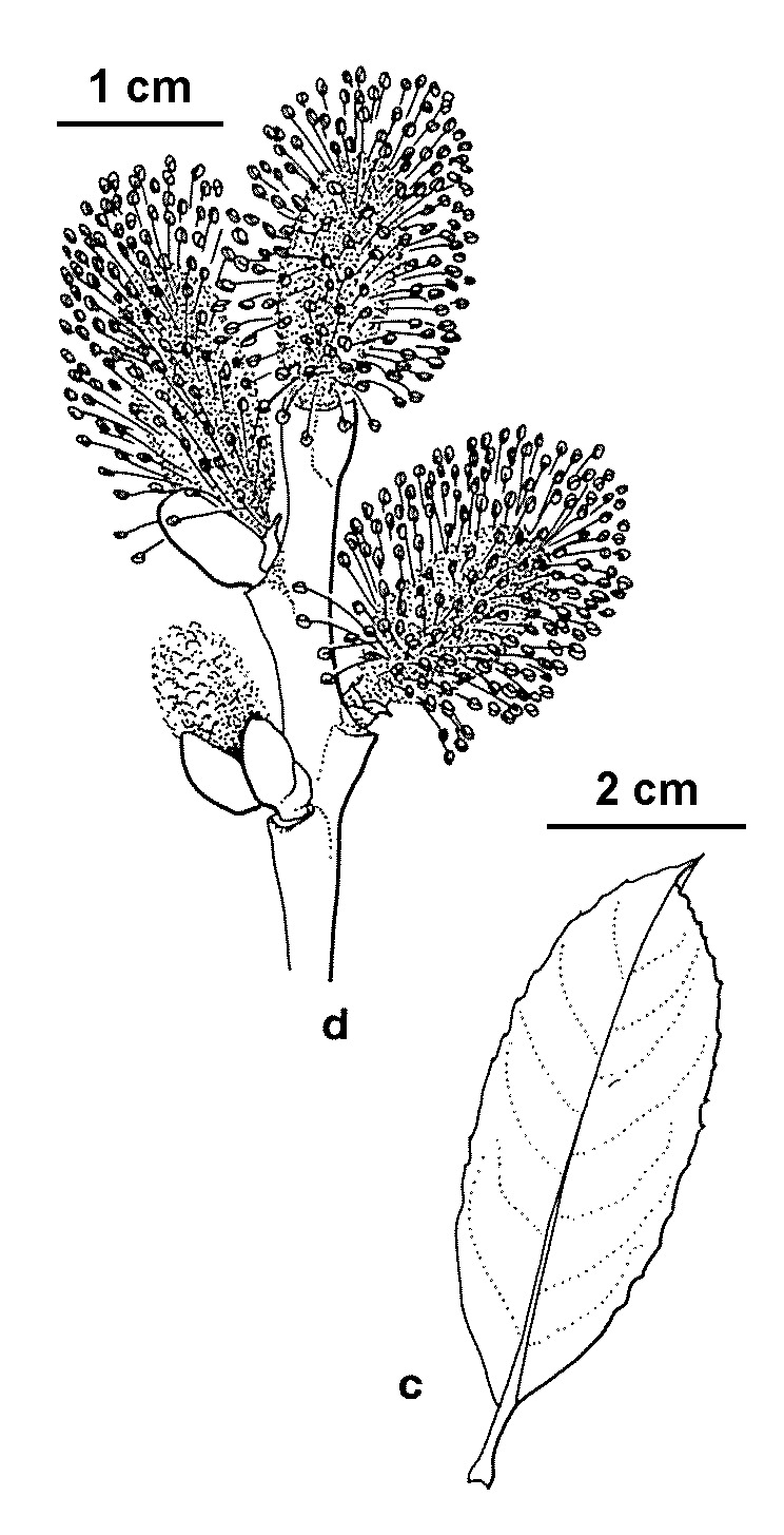 Salix cinerea subsp. oleifolia (hero image)