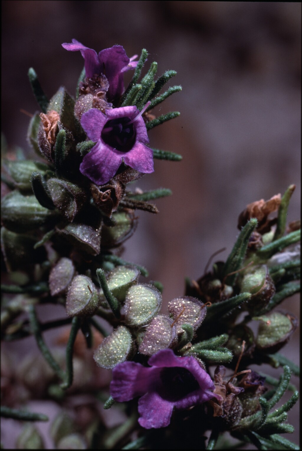 Prostanthera decussata (hero image)