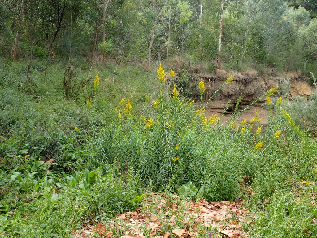 Solidago chilensis (hero image)