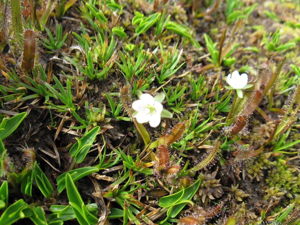 Drosera arcturi (hero image)