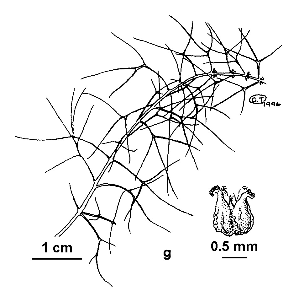 Myriophyllum pedunculatum (hero image)