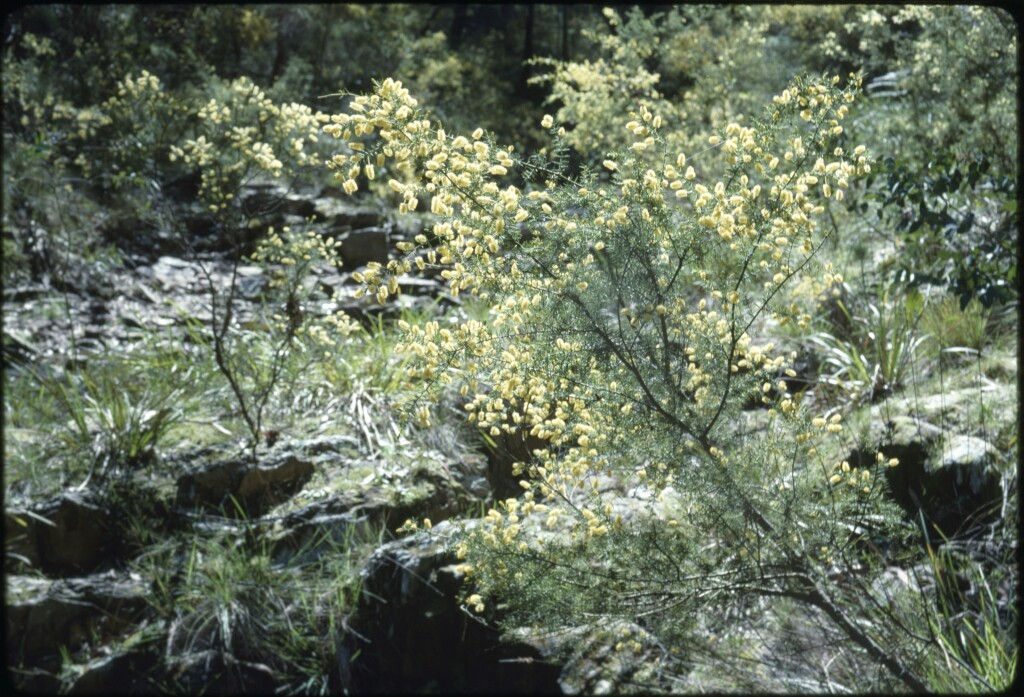 Acacia verticillata (hero image)