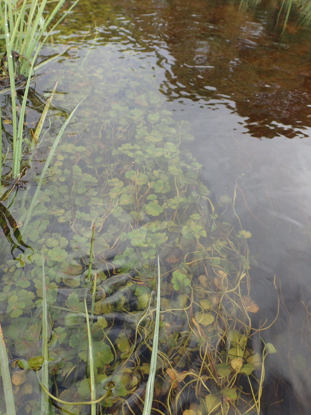 Hydrocotyle rivularis (hero image)