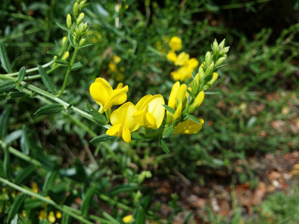 Genista tinctoria (hero image)