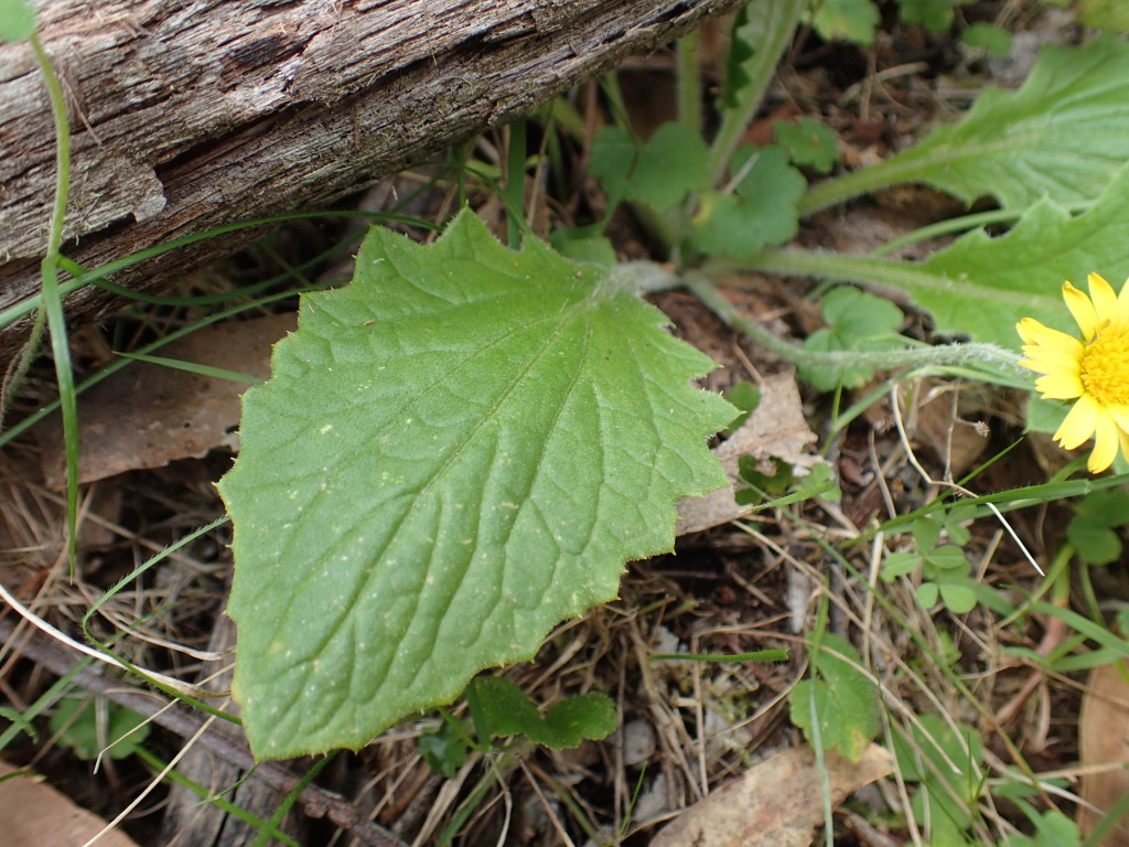 Cymbonotus (hero image)