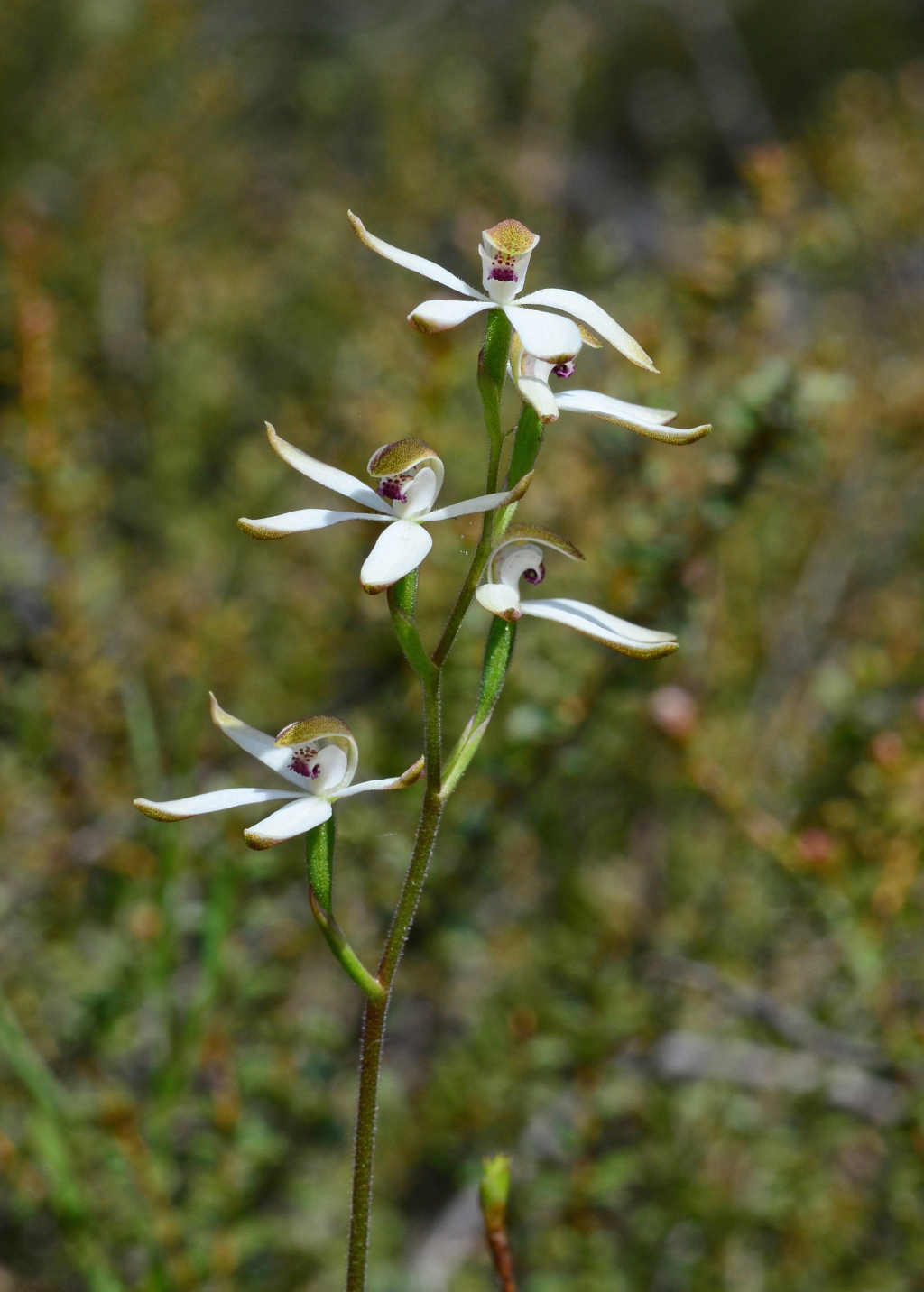 Caladenia cucullata (hero image)