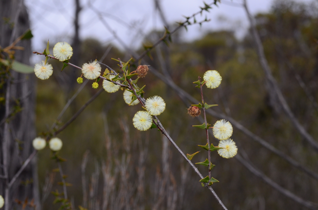 Acacia gunnii (hero image)