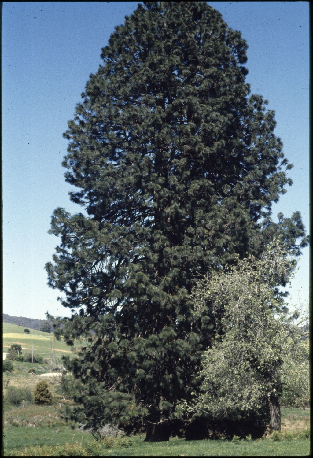 Pinus ponderosa (hero image)