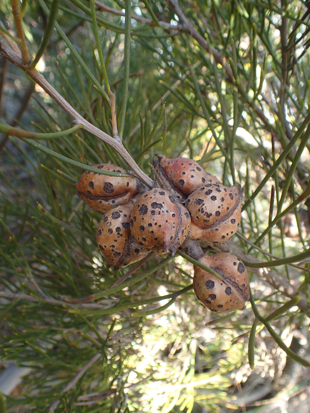 Hakea drupacea (hero image)