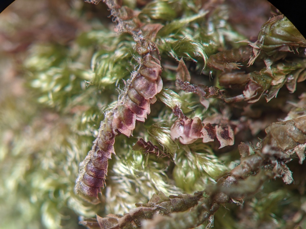 Adelanthaceae (hero image)