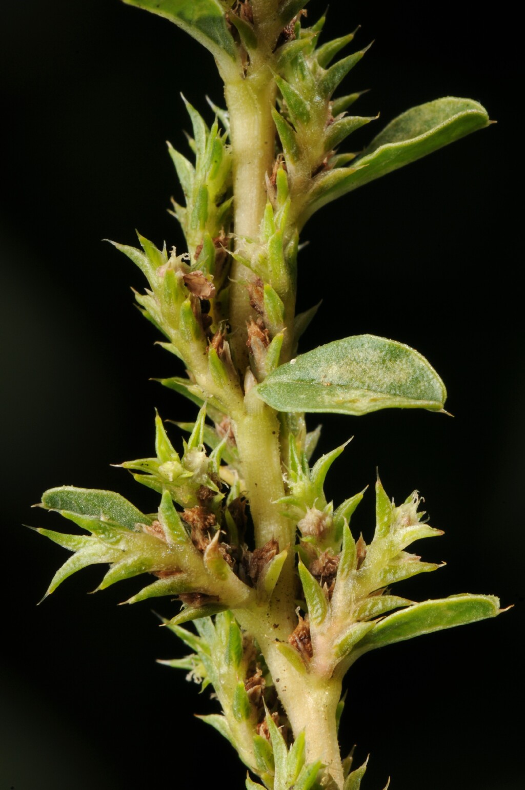 Amaranthus albus (hero image)