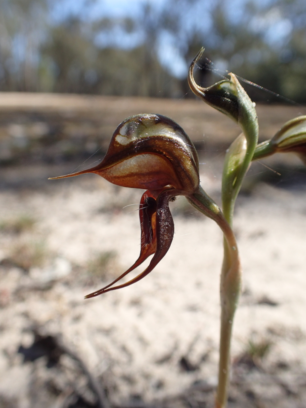 Pterostylis cheraphila (hero image)