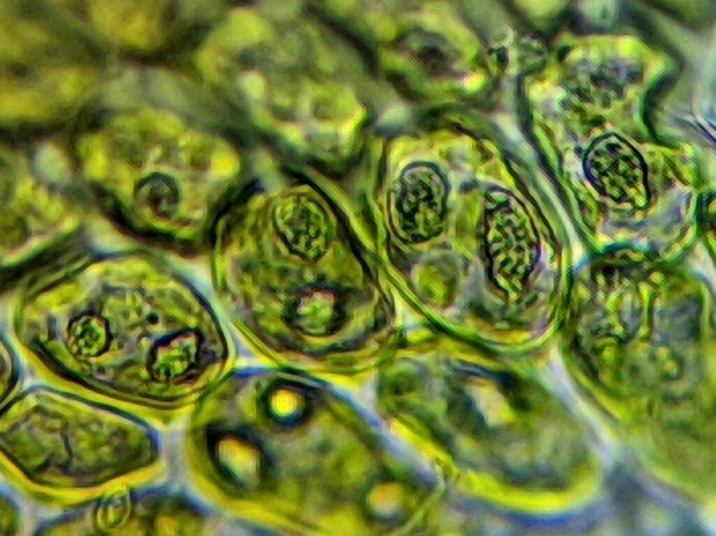 Frullania rostrata (hero image)
