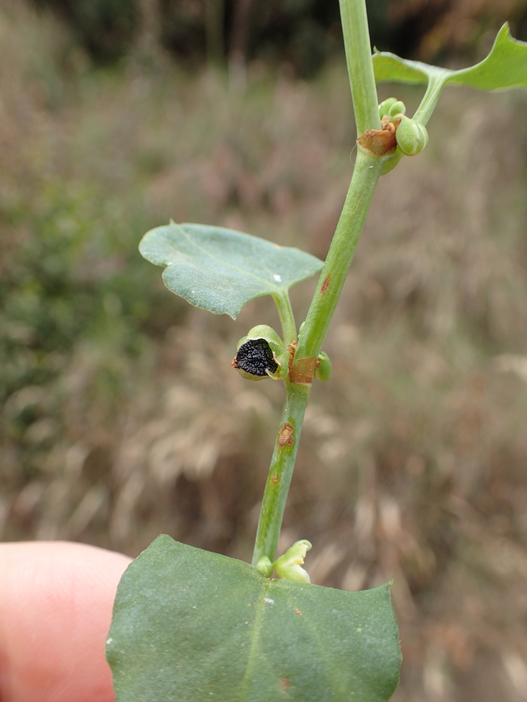 Muehlenbeckia rhyticarya (hero image)