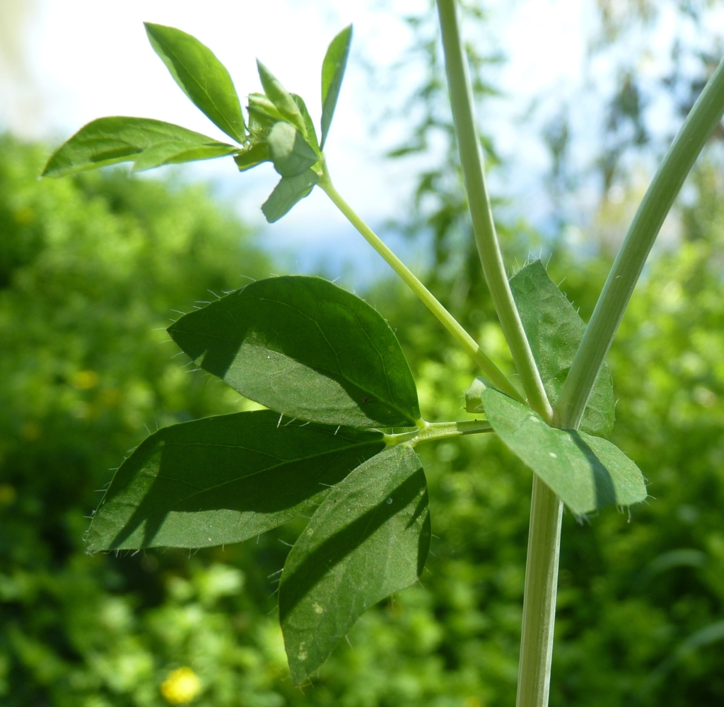 Lotus uliginosus (hero image)