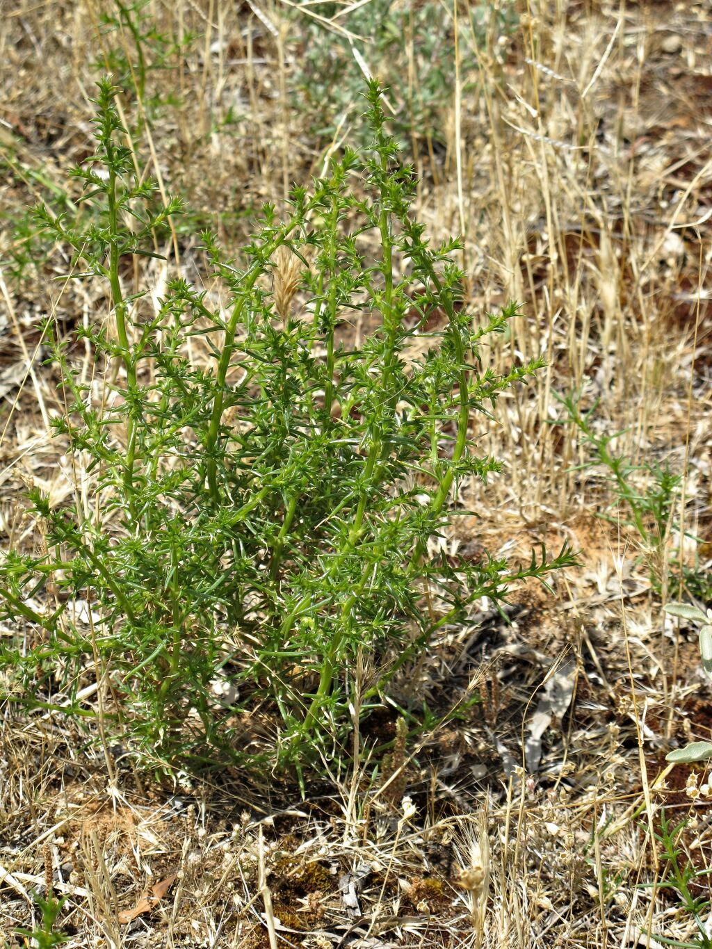 Salsola tragus (hero image)