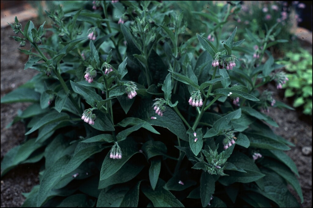 Symphytum officinale (hero image)