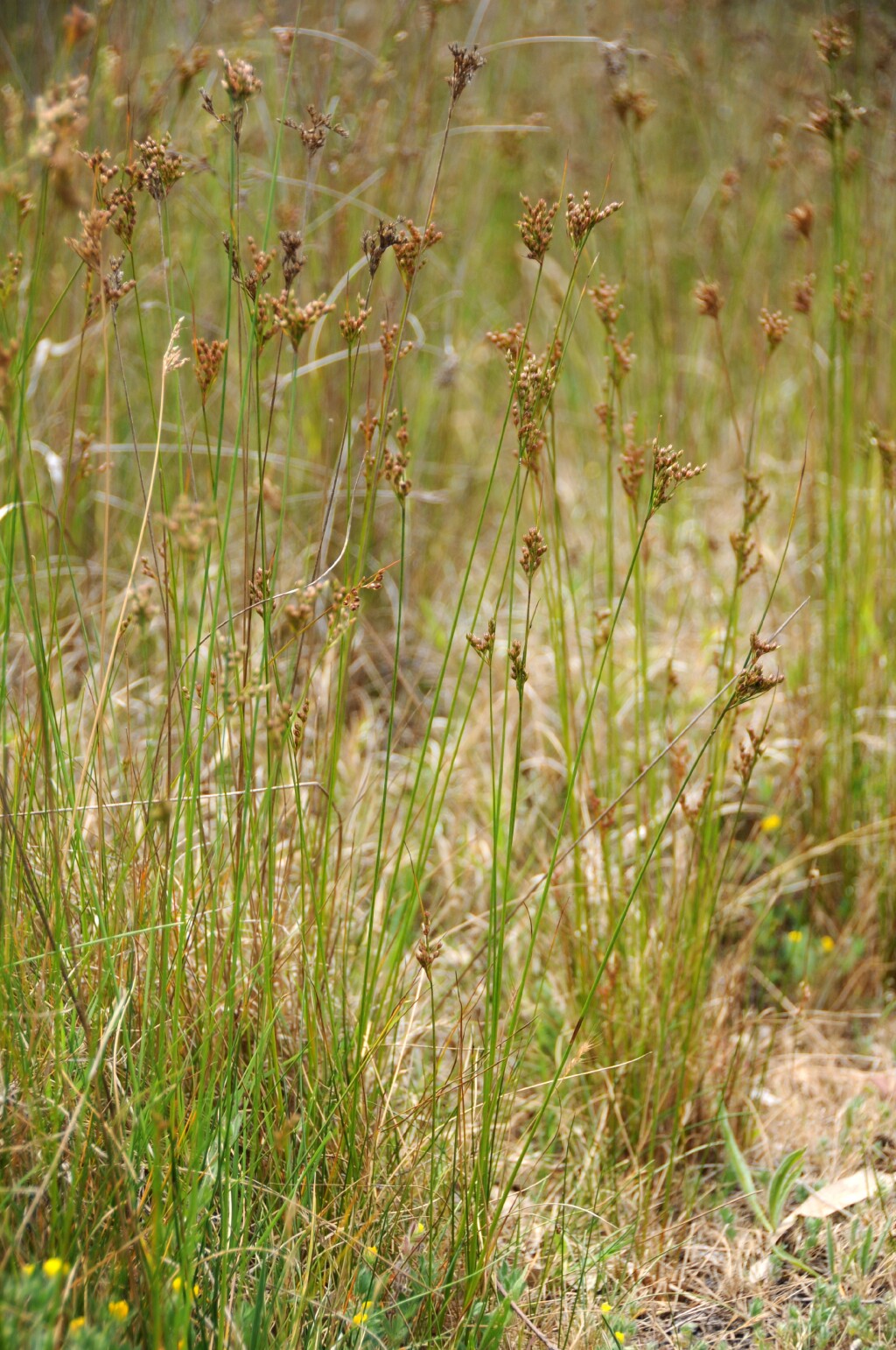 Juncus dichotomus (hero image)