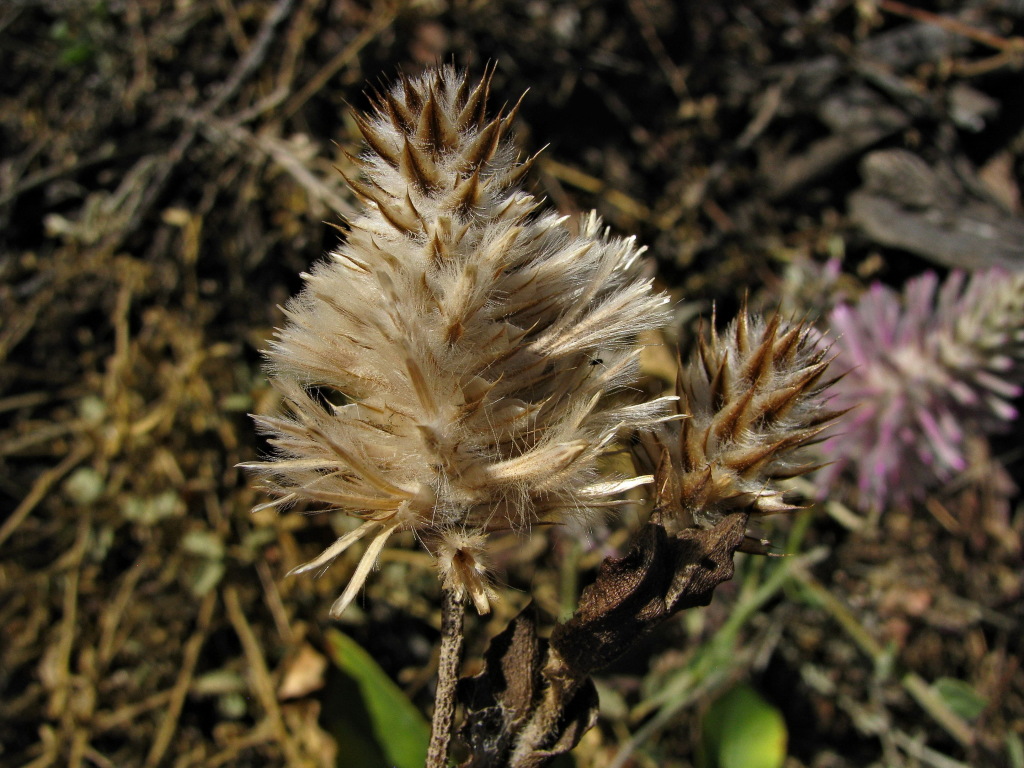 Ptilotus exaltatus (hero image)