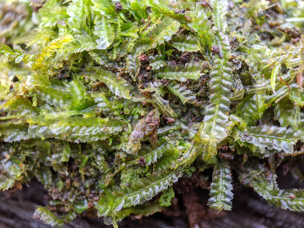 Heteroscyphus (hero image)