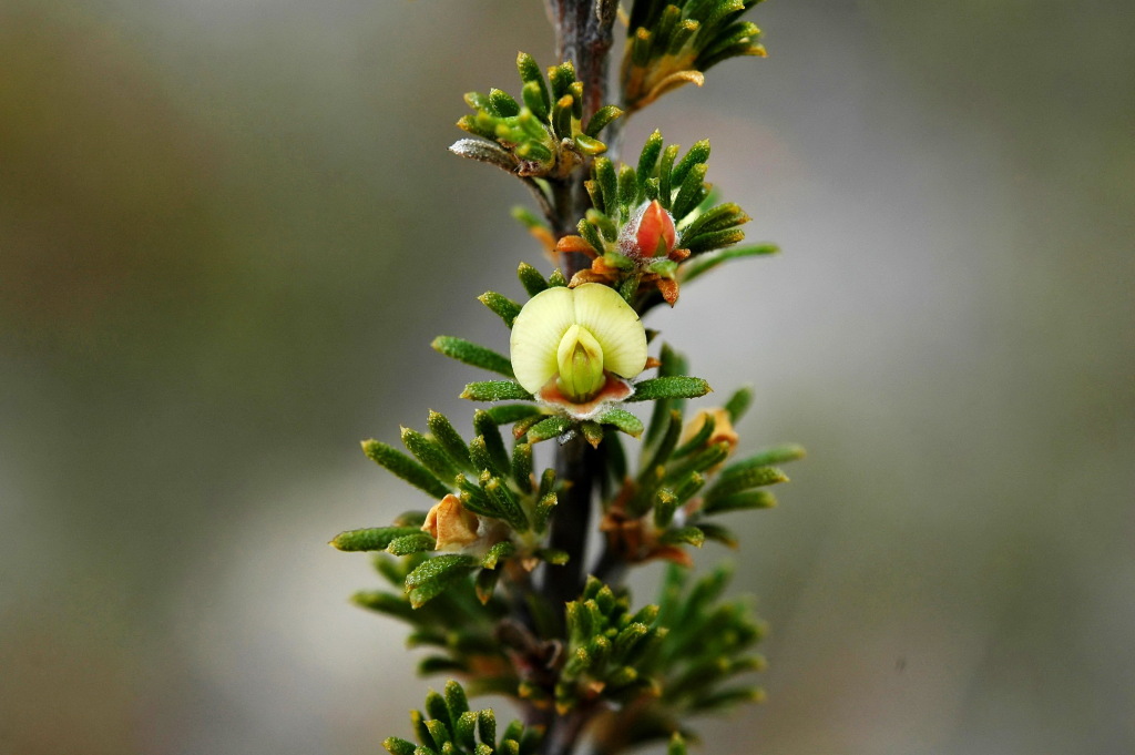 Phyllota pleurandroides (hero image)