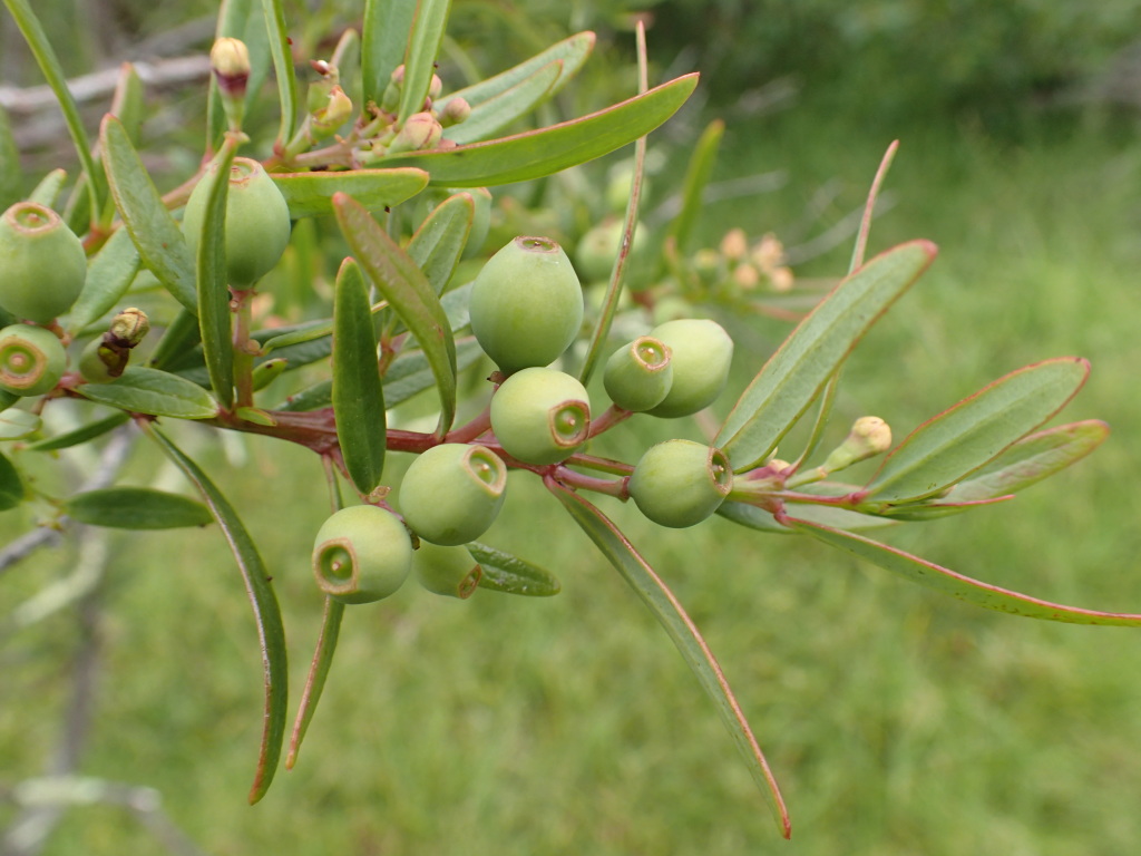 Santalum obtusifolium (hero image)