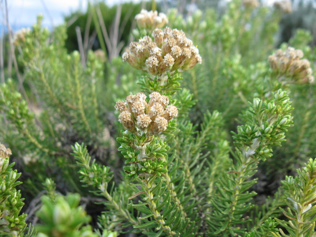 Ozothamnus turbinatus (hero image)