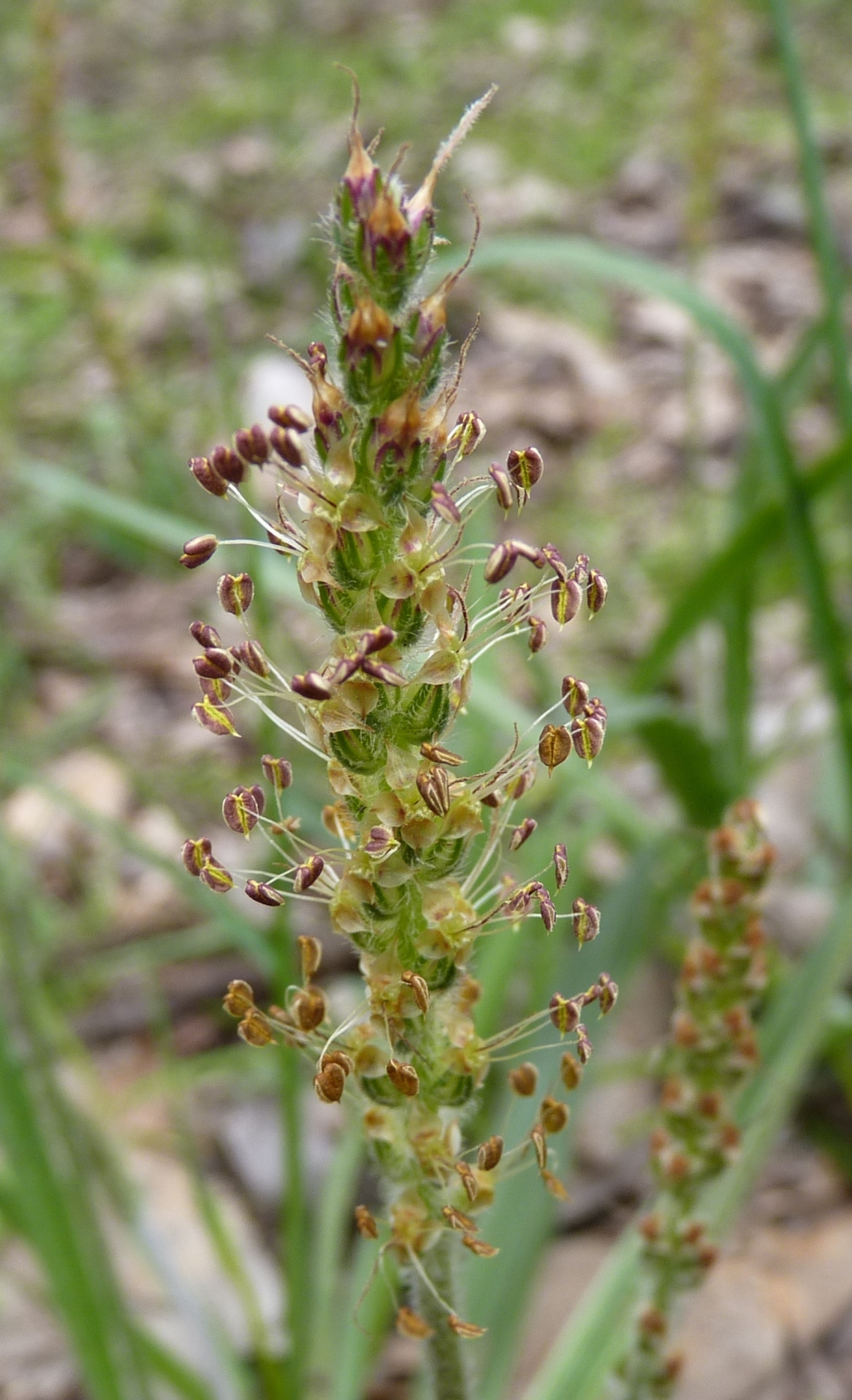 Plantago (hero image)