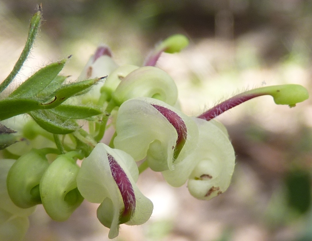 Grevillea jephcottii (hero image)