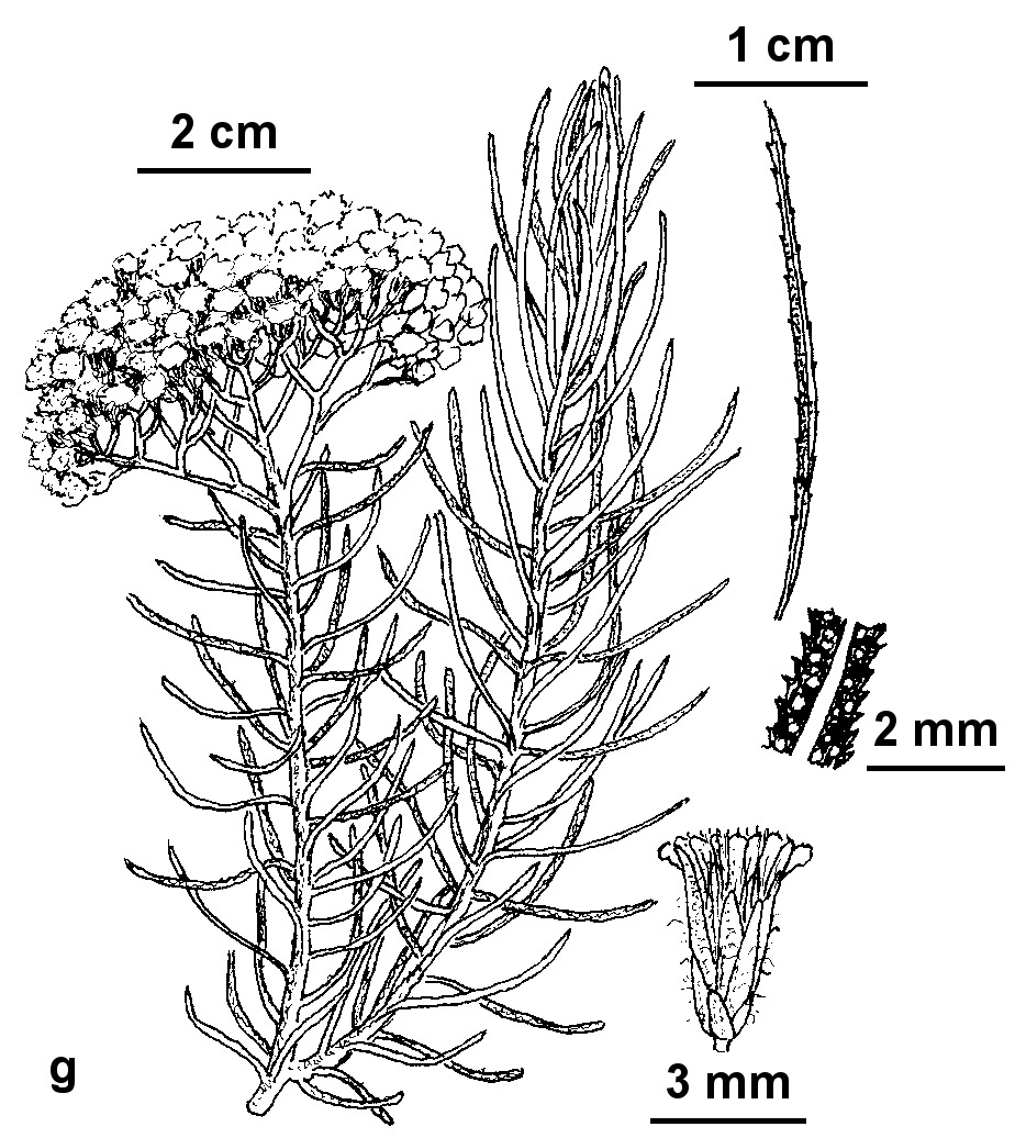 Ozothamnus rosmarinifolius (hero image)