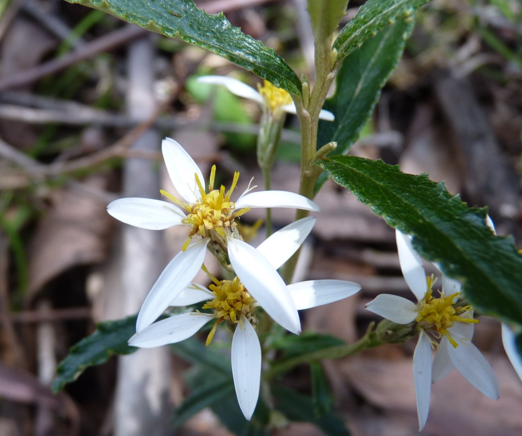 Olearia erubescens (hero image)